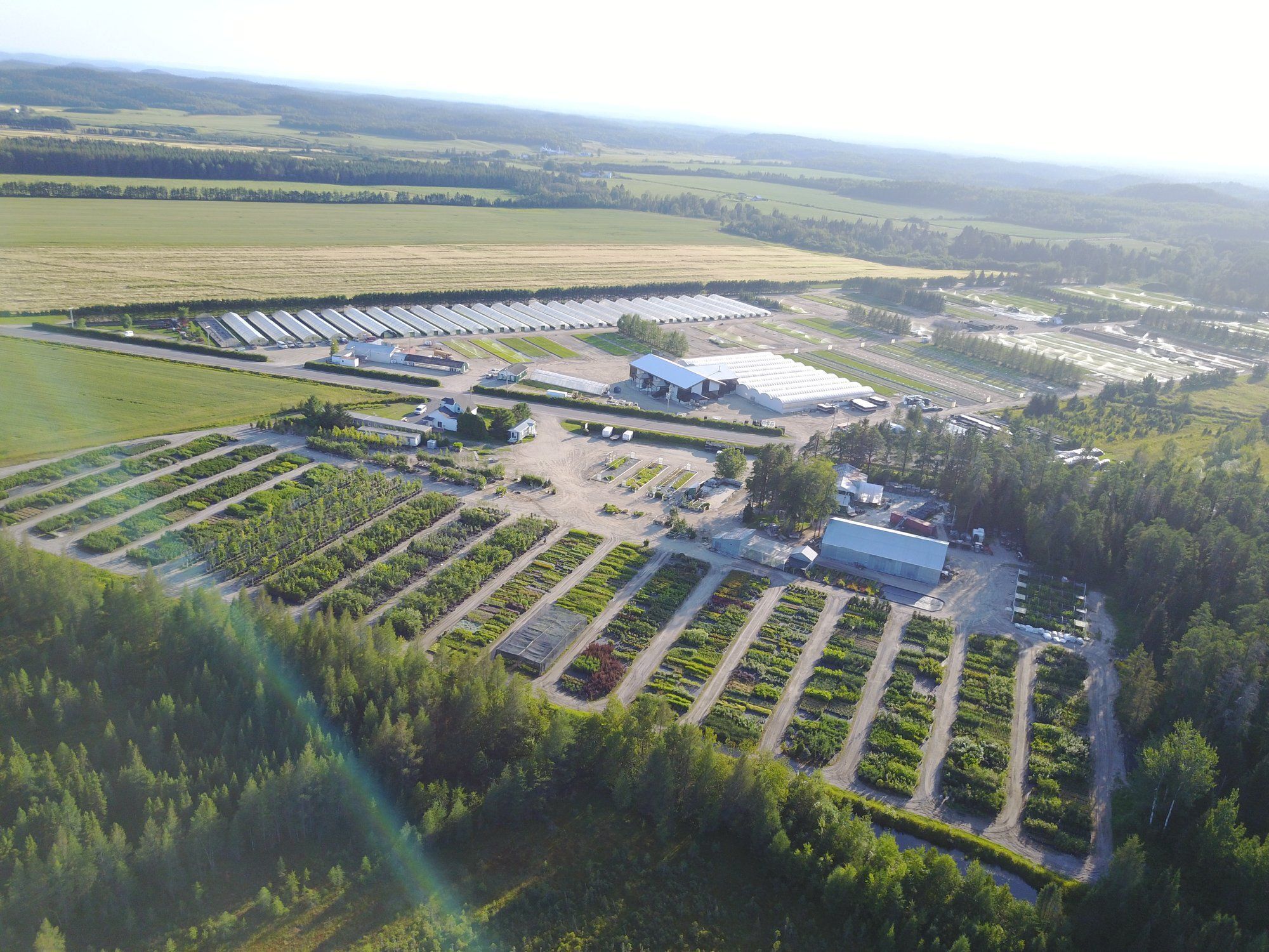 Vue aérienne des champs de production de la Pépinière Boucher à Saint-Ambroise