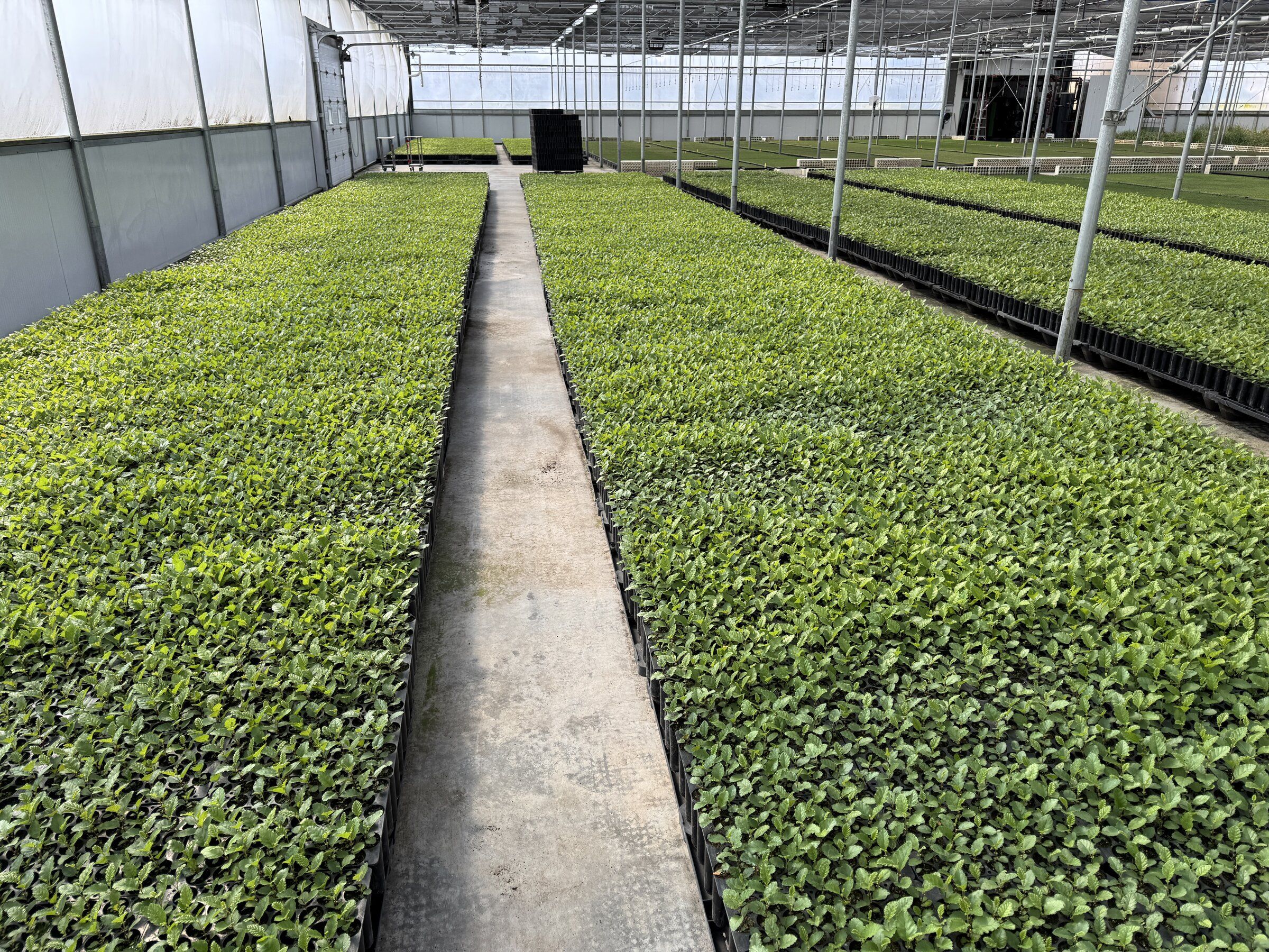 Vue aérienne des champs de production forestière de la Pépinière Boucher