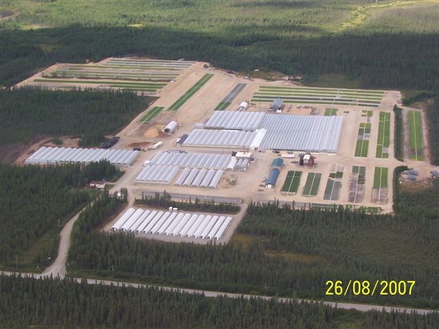 Vue aerienne d'une pepiniere forestiere montrant les rangees de production