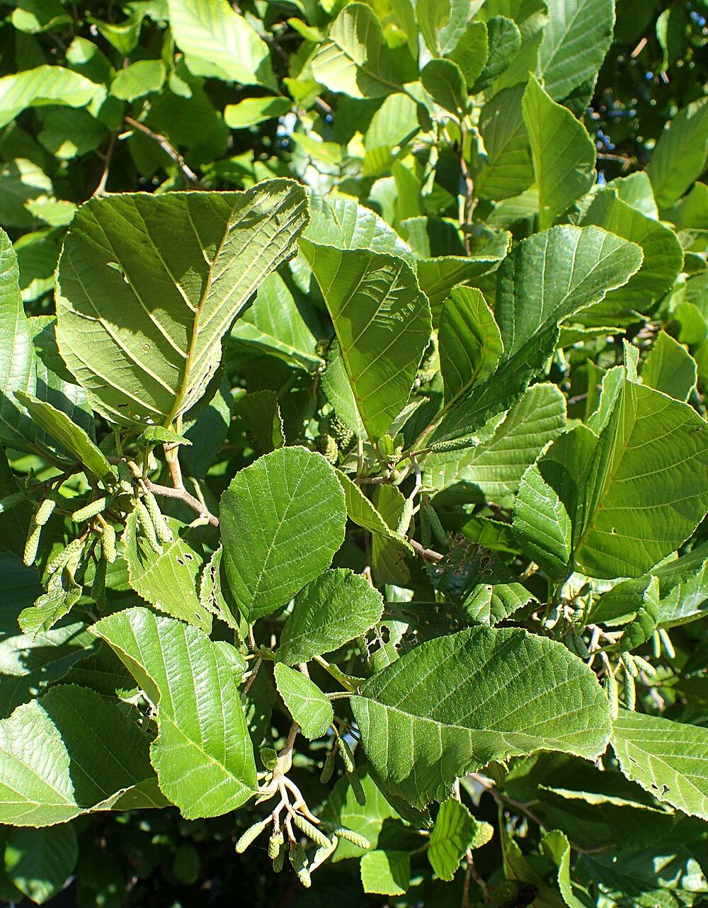 Plant d'aulne rugueux (Alnus rugosa) en multicellule