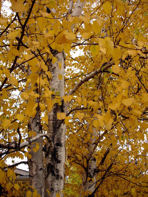 Plant de bouleau blanc (Betula papyrifera) en multicellule
