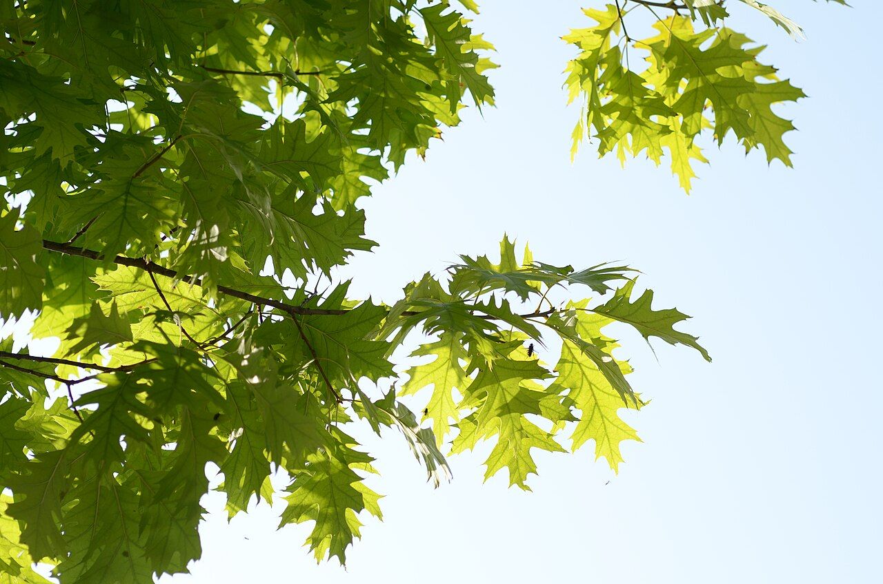 Plant de chêne rouge (Quercus rubra) en multicellule