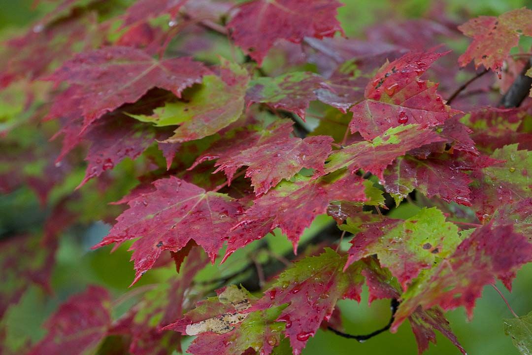 Plant d'érable rouge (Acer rubrum) en multicellule