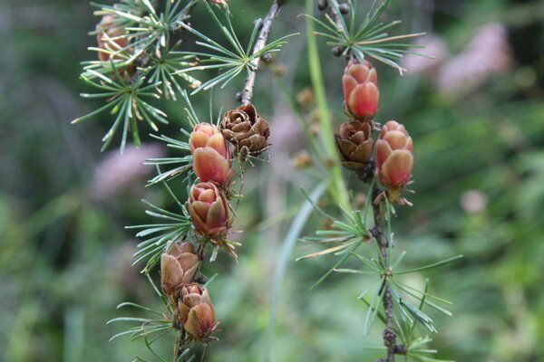 Plant de mélèze laricin (Larix laricina) en multicellule