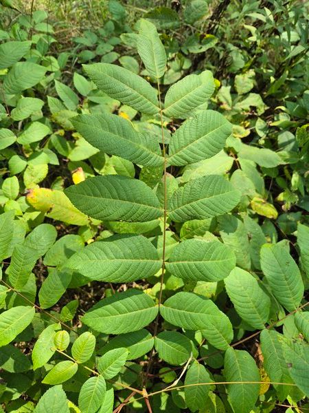 Plant de noyer noir (Juglans nigra) en multicellule