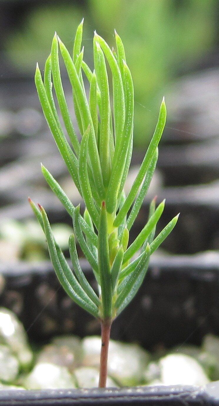 Rangées de jeunes conifères en multicellules dans les champs de production
