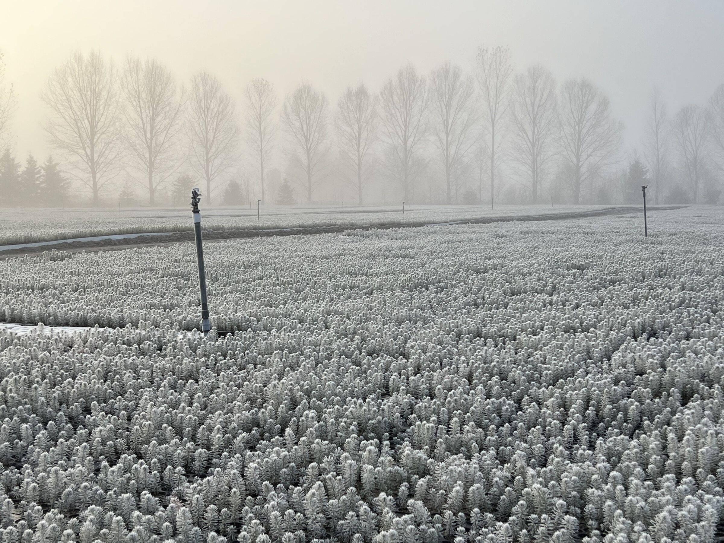 Plants forestiers en entreposage hivernal pour la conservation par congélation