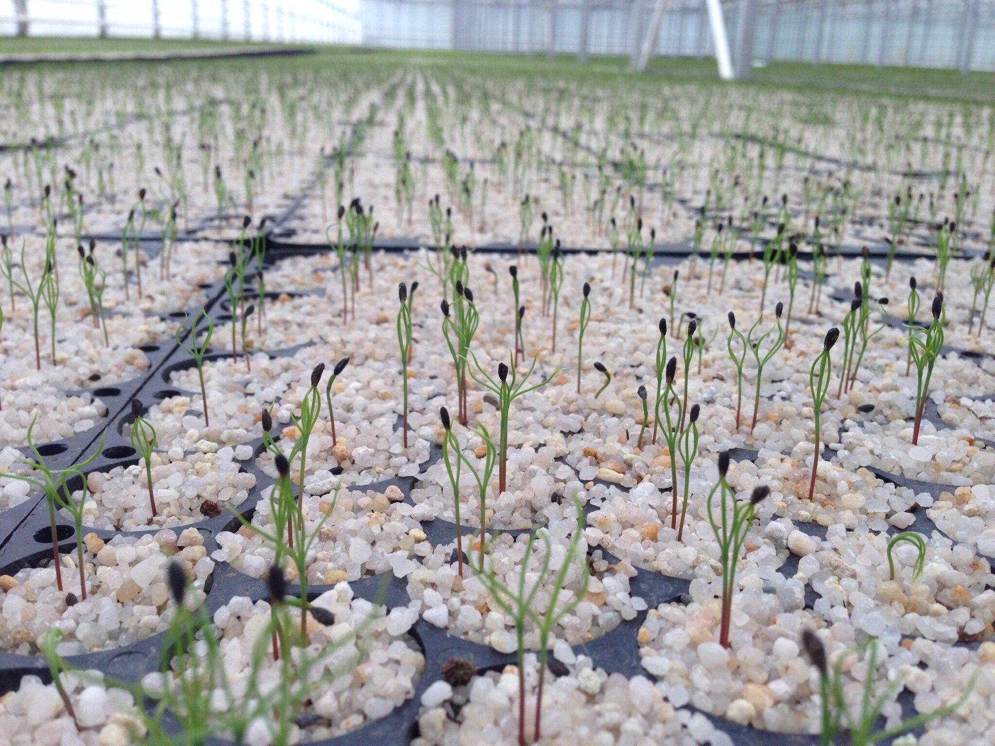 Plants de feuillus en croissance dans les parcelles de la pépinière