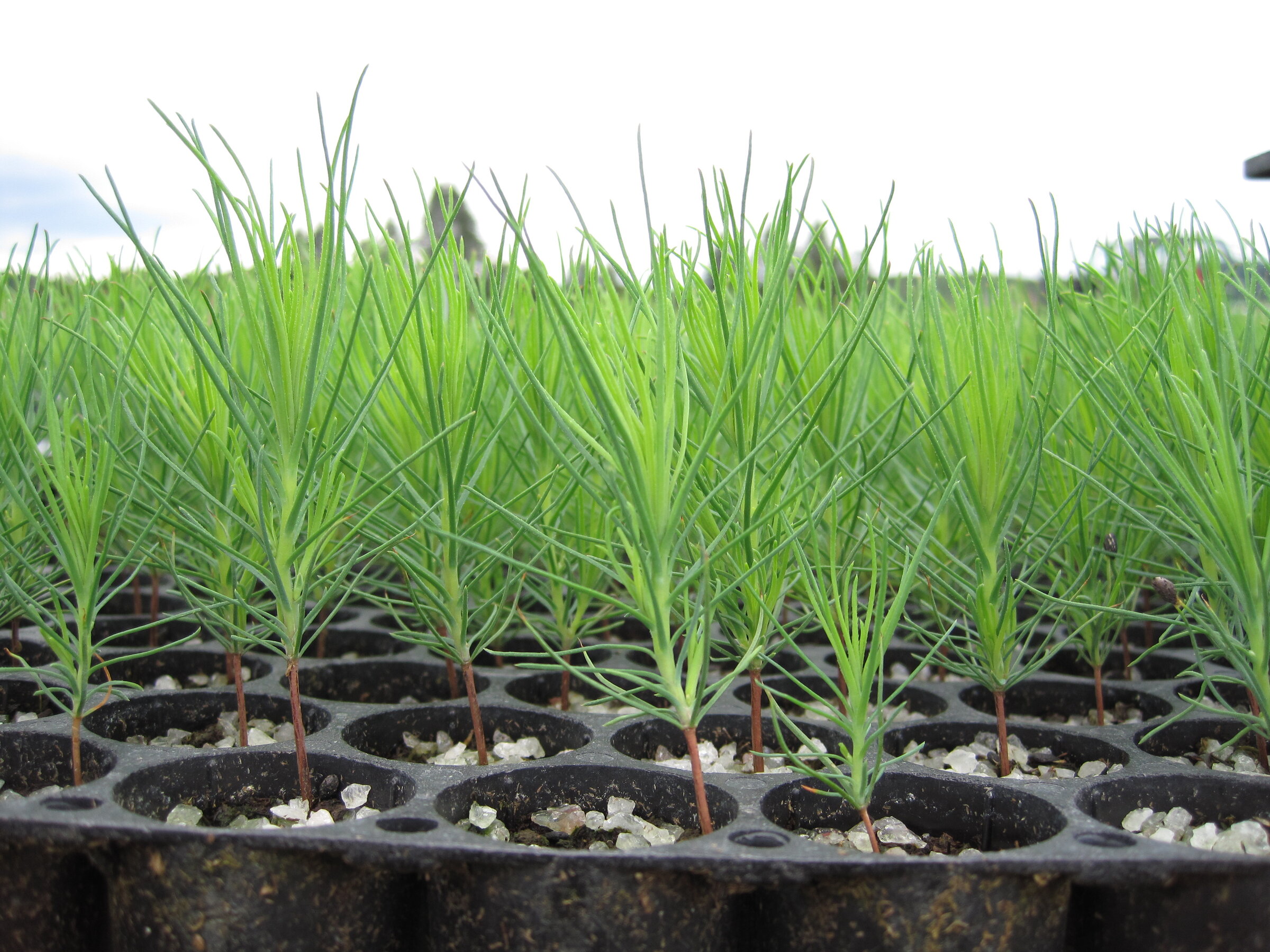 Jeunes semis de conifères en multicellules en croissance