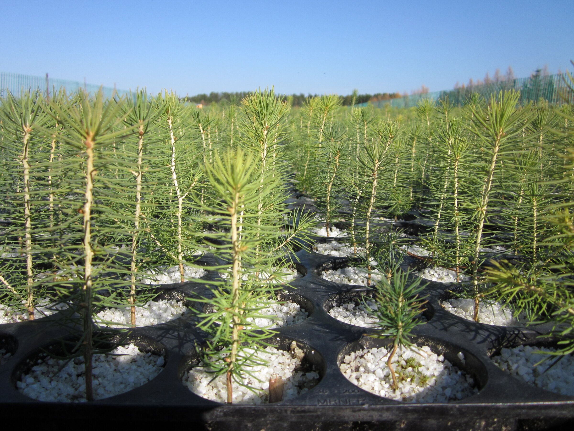 Semis forestiers en progression dans les plates-bandes de culture