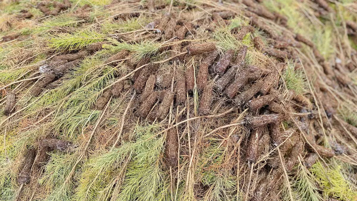 11,5 millions de plants d’arbres jetés aux poubelles au Québec