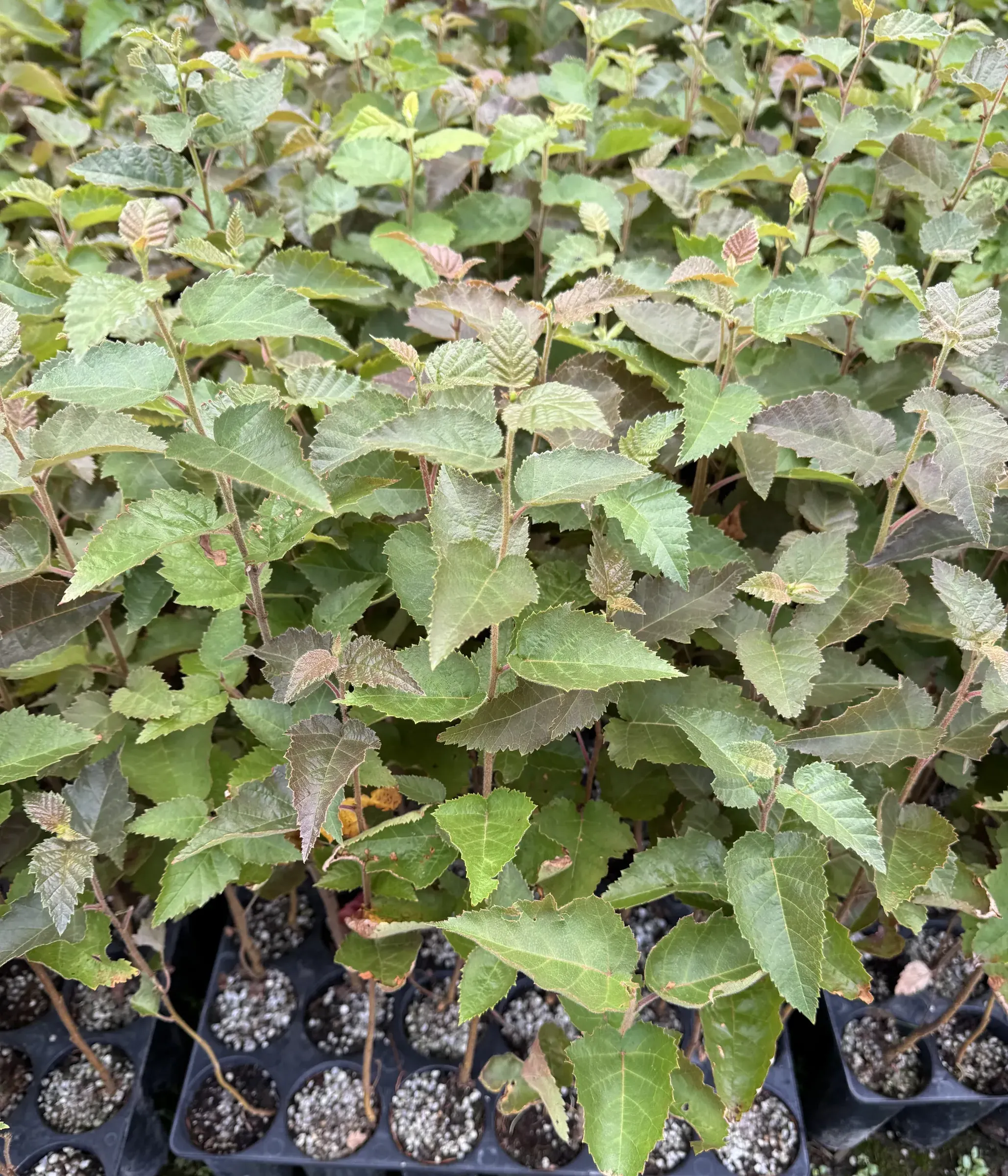Plants de feuillus en croissance dans les parcelles de la pépinière
